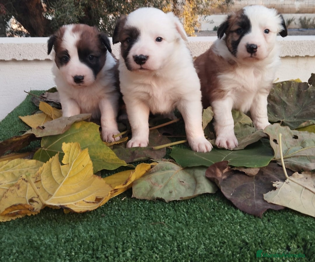 Border Collie perros en venta: GRAN CAMADA DE BORDER COLLIE - Imagen 1