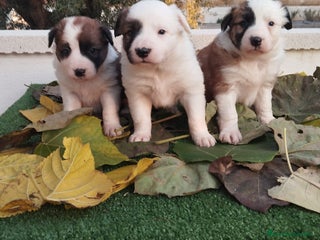 Border Collie perros - Anuncio 11