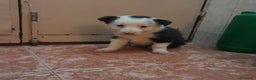 Border Collie perros en venta: BORDER COLLIE - Anuncio 7