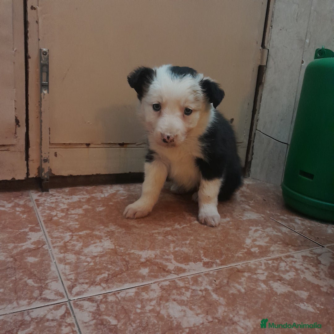 Border Collie perros en venta: BORDER COLLIE - Anuncio 7