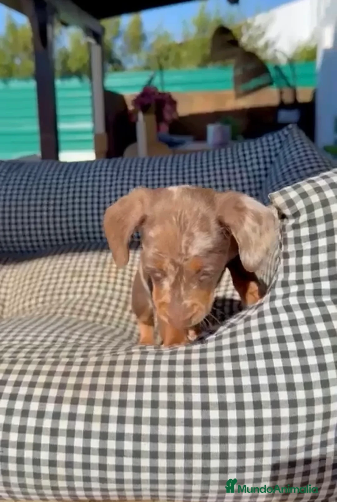 Teckel Miniatura perros en venta: Teckel arlequín chocolate  - Anuncio 2