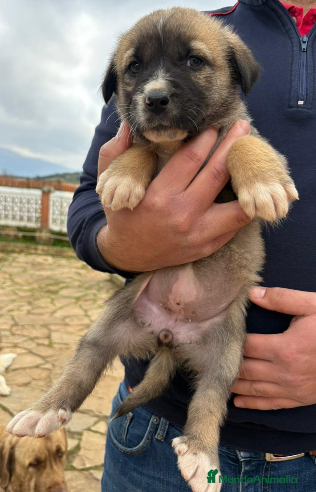 Mastín Español perros en venta: Cachorros de mastín español en Málaga - Anuncio 12