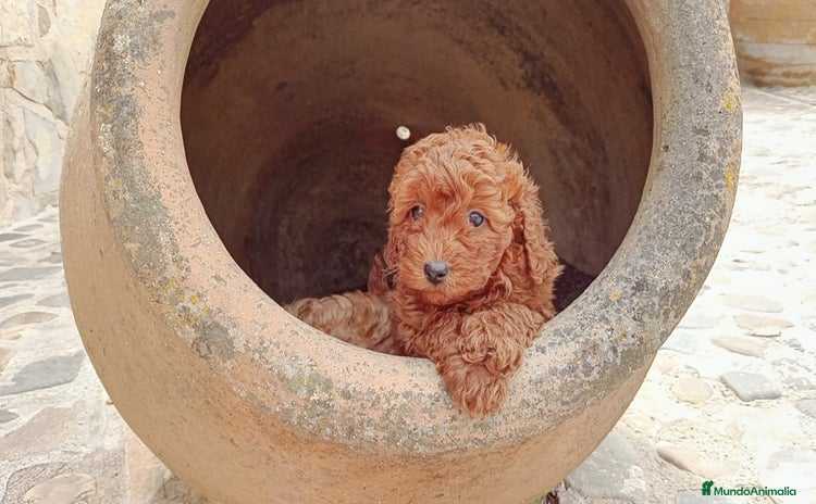 Caniche Enano perros - Anuncio 4