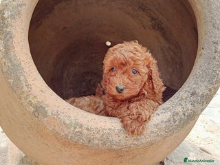 Caniche Enano perros - Anuncio 2