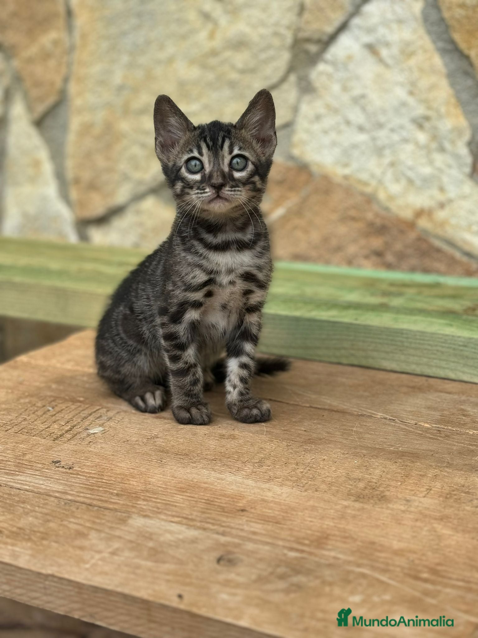 Bengalí gatos Cachorros bengalíes  - Anuncio 12