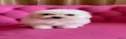 Bichón Frisé perros en venta: Cachorros de Bichón Frisé disponibles - Anuncio 2