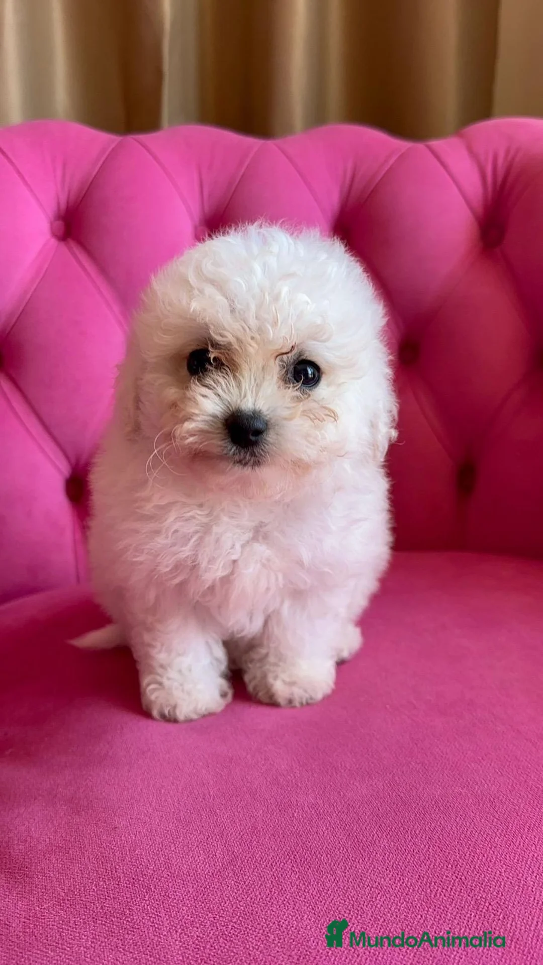 Bichón Frisé perros en venta: Cachorros de Bichón Frisé disponibles - Anuncio 2