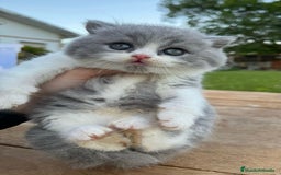 Británico de Pelo Corto gatos en venta: Cachorro british bicolor azul - Imagen 1
