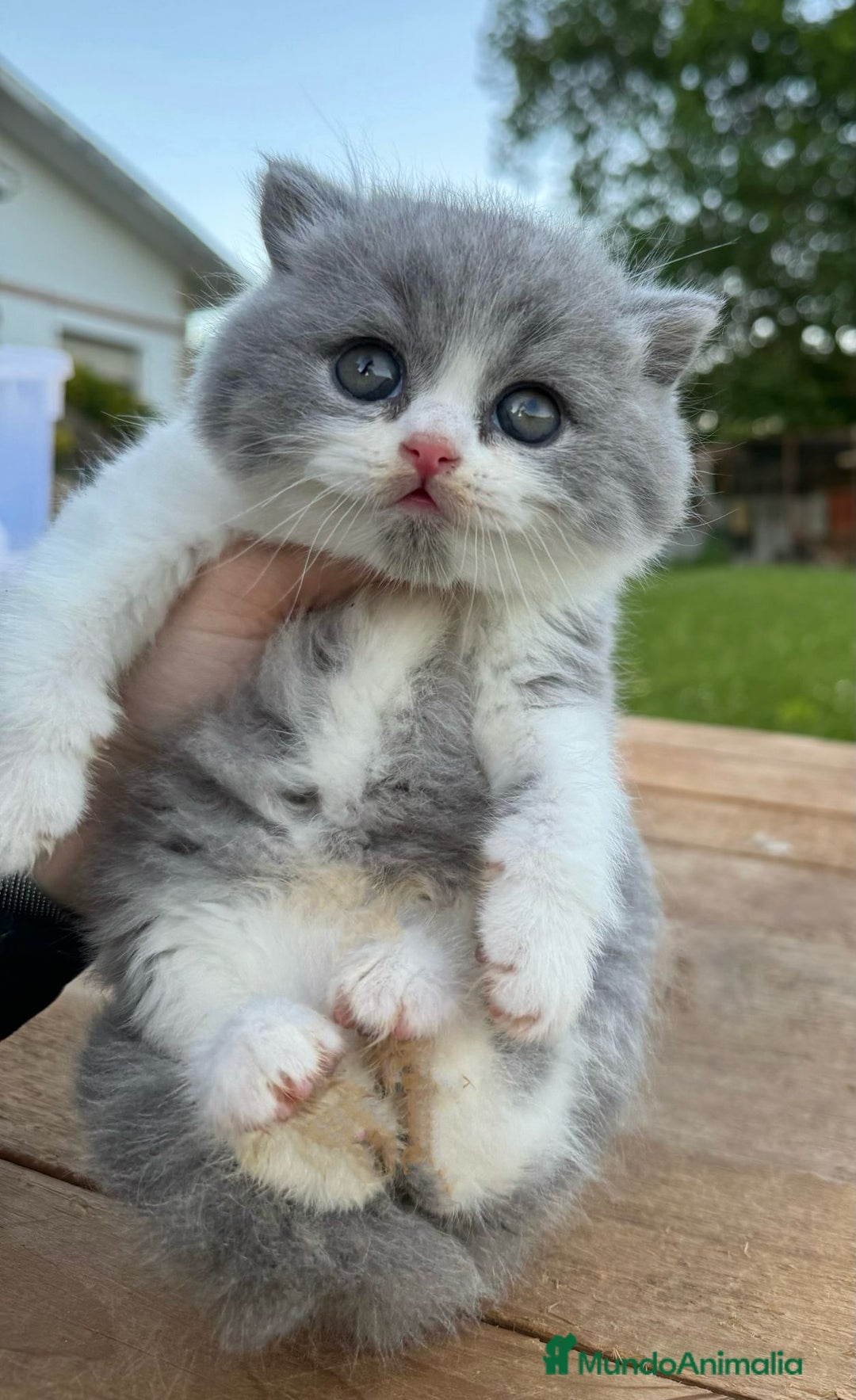 Británico de Pelo Corto gatos en venta: Cachorro british bicolor azul - Imagen 1