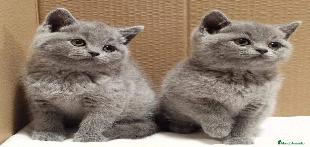 Imagen de galería {{count}}