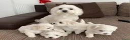 Bichón Maltés perros en venta: ‼️PRECIOSA CAMADA DE BiCHON MALTES COREANO TOY  - Anuncio 1