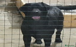 Labrador Retriever perros en venta: Labrador hembra adulta - Imagen 1