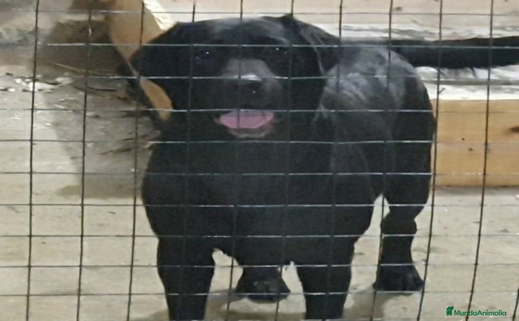Labrador Retriever perros - Anuncio 1