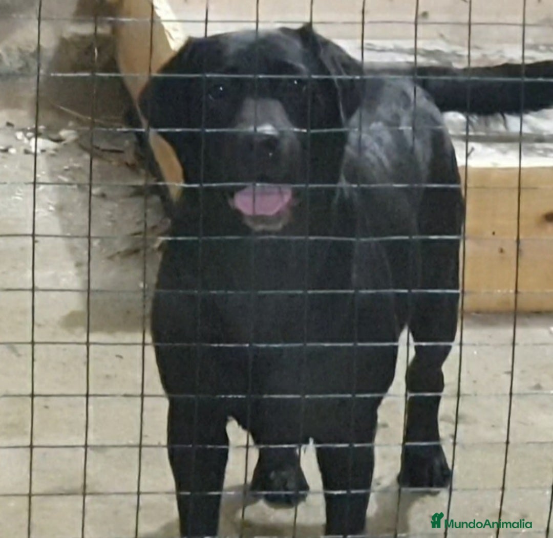 Labrador Retriever perros en venta: Labrador hembra adulta - Imagen 1