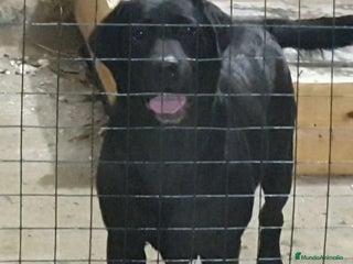 Labrador Retriever perros - Anuncio 33