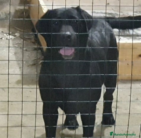 Labrador Retriever perros - Anuncio 12