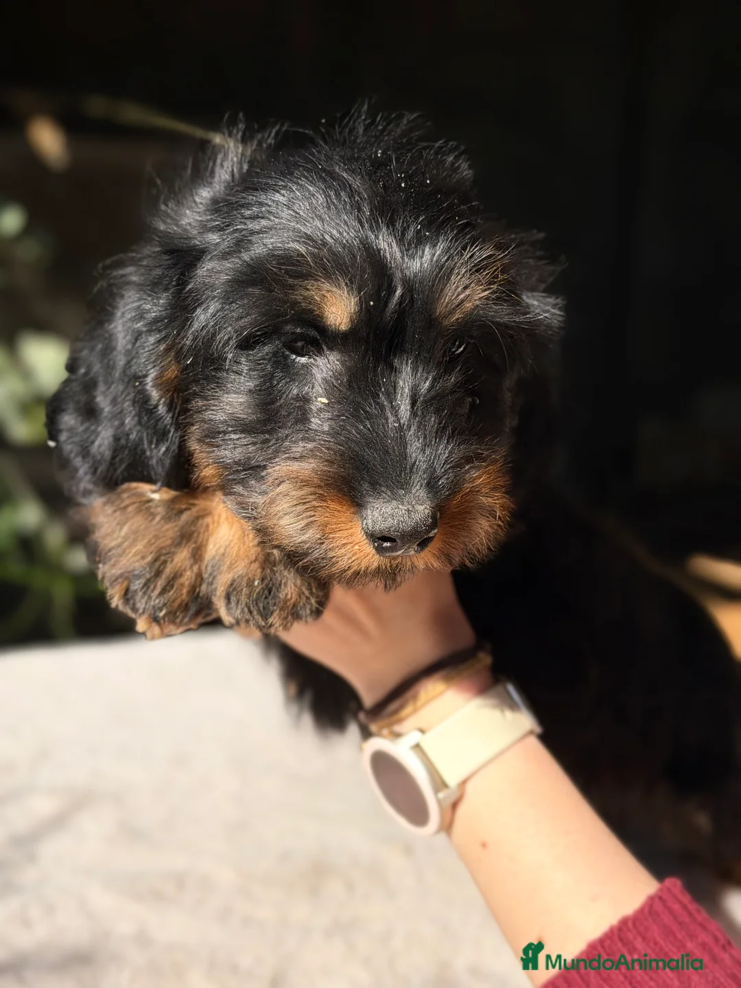 Teckel Miniatura perros en venta: Teckel pelo largo  - Anuncio 4