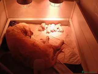 Golden Retriever perros en venta: Golden retriever - Anuncio 2