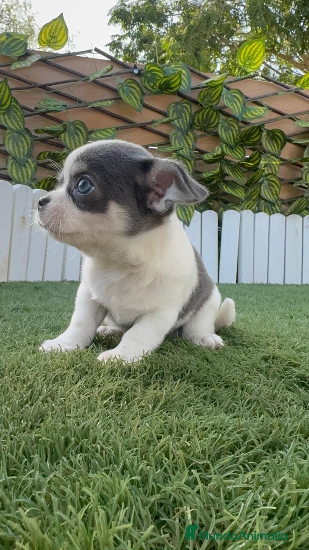 Chihuahua perros en venta: CHIHUAHUA MACHO DISPONIBLE - Imagen 9