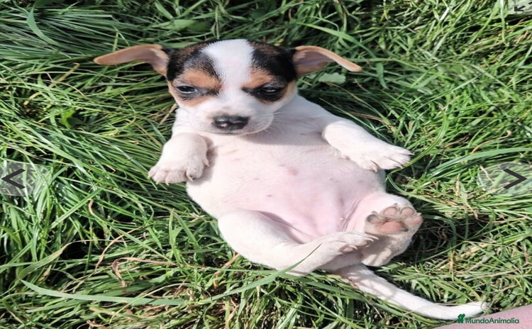 Jack Russell Terrier perros - Anuncio 1