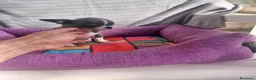Chihuahua perros en venta: PRECIOSOS CHIHUAHUA RUSO Y ASIÁTICO - Anuncio 2