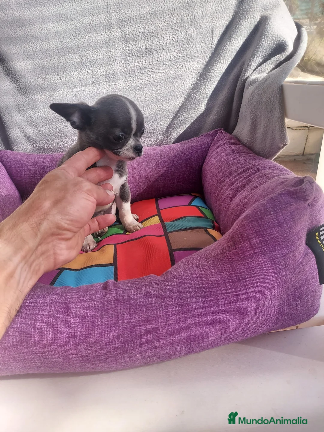 Chihuahua perros en venta: PRECIOSOS CHIHUAHUA RUSO Y ASIÁTICO - Anuncio 2