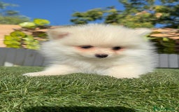 Pomerania perros en venta: POMERANIA - Imagen 10