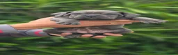 Cane Corso perros en venta: Cachorros de Cane Corso - Anuncio 4