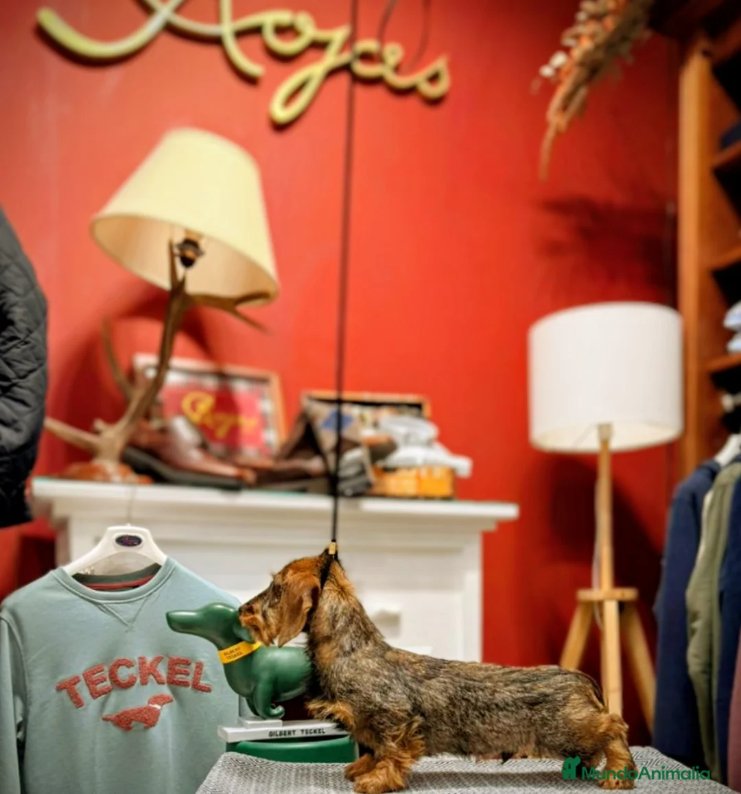 Teckel Miniatura perros en venta: Teckel Canichen pelo duro - Anuncio 3