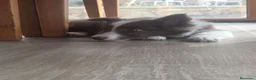 Border Collie perros en venta: Cachorros de border collie - Anuncio 11