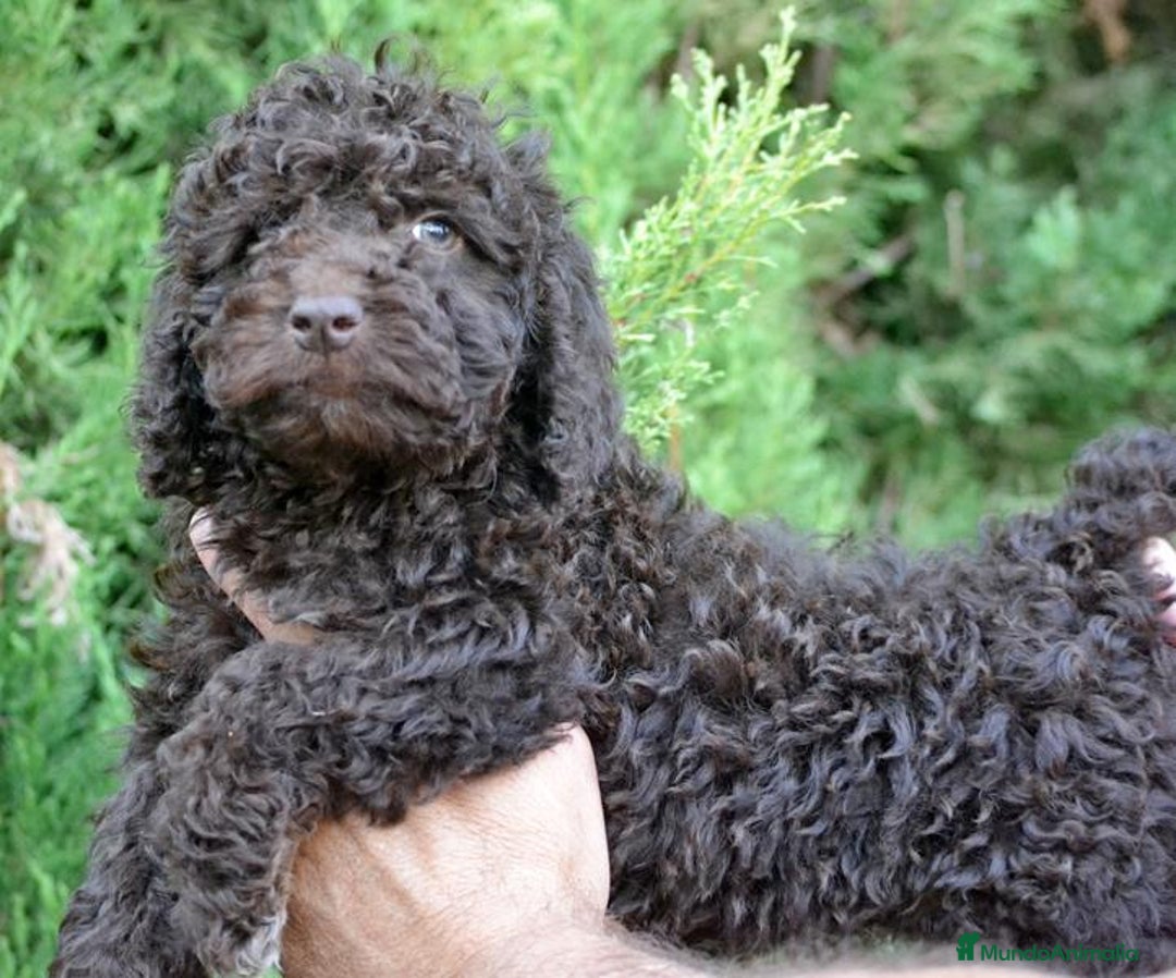 Perro de Agua Español perros en venta: Cachorros perro de agua español - Imagen 23