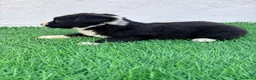 Border Collie perros en venta: Border Collie - Anuncio 7