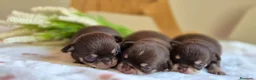 Chihuahua perros en venta: CHIHUAHUA CHOCOLATE - Anuncio 1