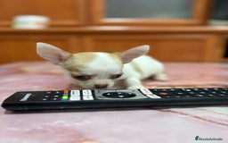 Chihuahua perros en venta: Chihuahua toy ruso macho - Imagen 1