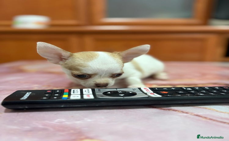Chihuahua perros - Propaganda 16