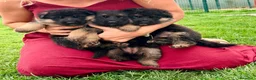 Pastor Alemán perros en venta: Espectacular cachorro de pastor alemán  - Anuncio 4