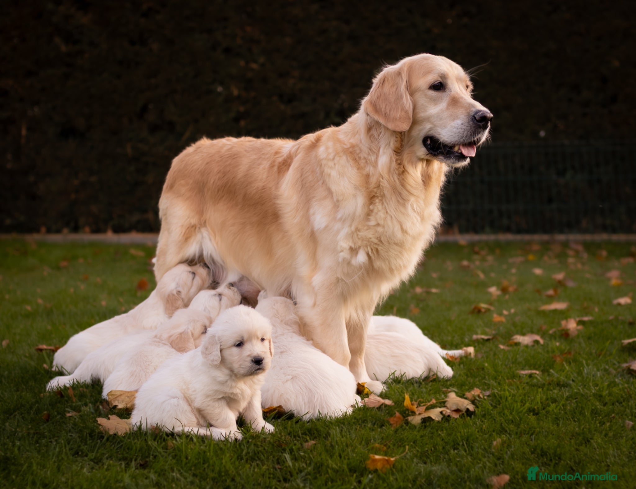 Golden Retriever perros Camada Golden Retriever  - Anuncio 1