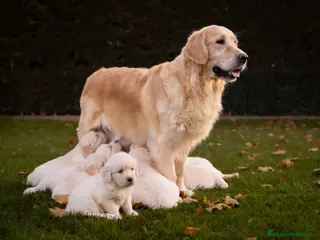 Golden Retriever perros en venta: Camada Golden Retriever - Anuncio 1