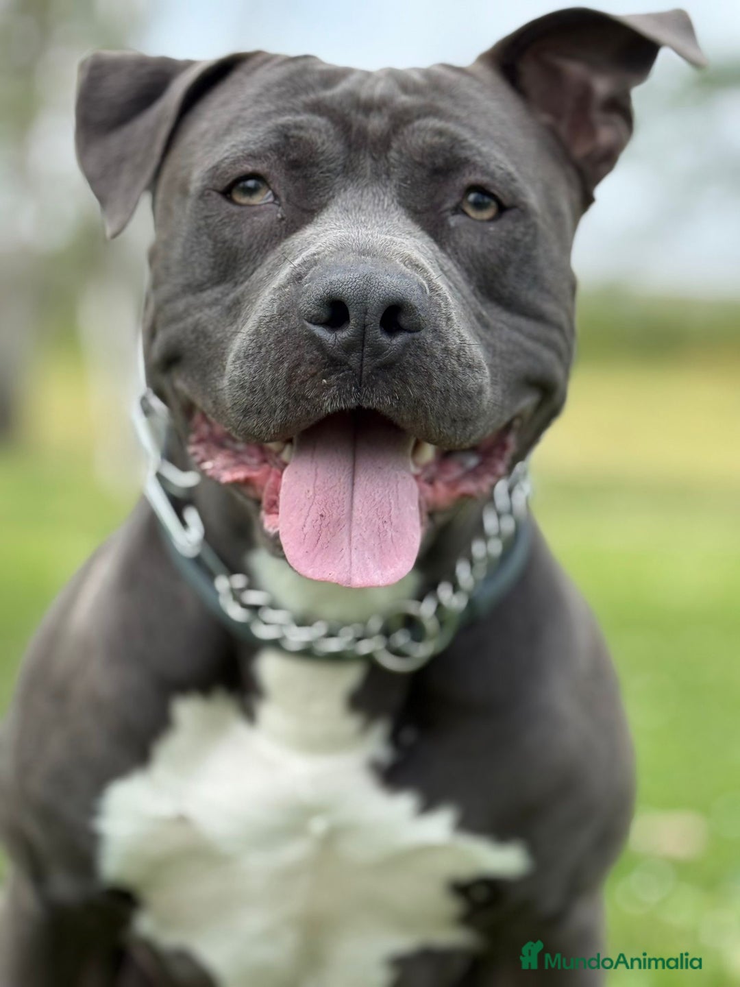 American Staffordshire-Terrier perros en venta: American Stanford, nueva Camada - Anuncio 31