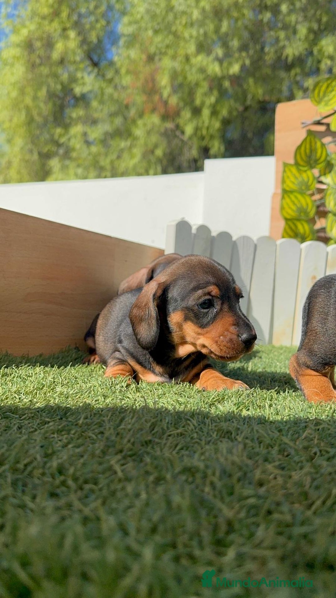Teckel Miniatura perros en venta: TECKEL MINIATURA - Imagen 16