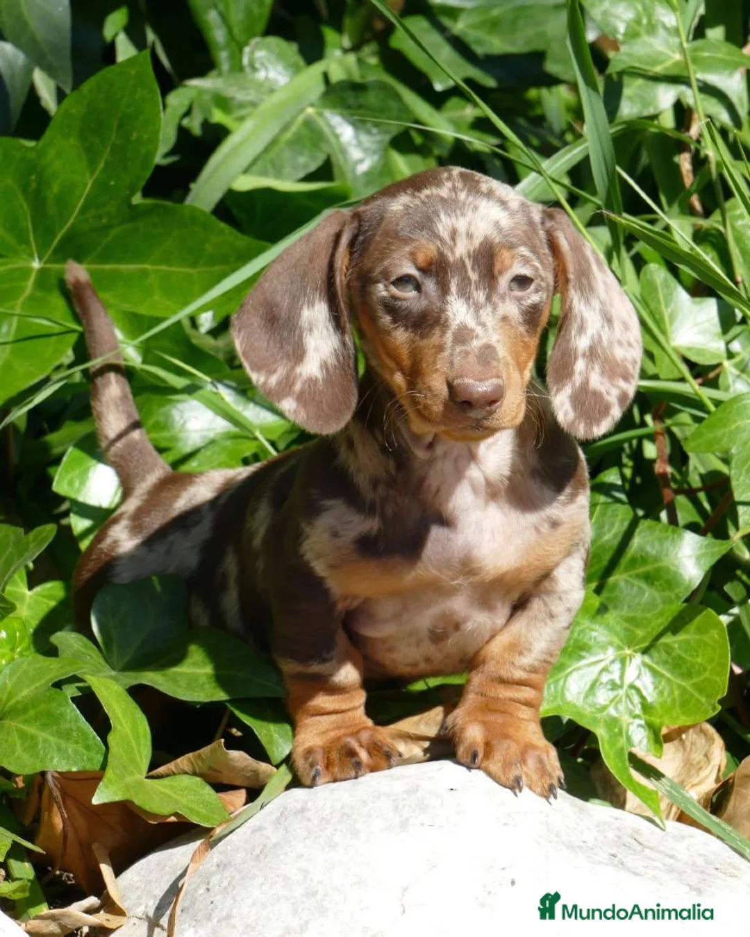 Teckel Miniatura perros en venta: Teckel Kaninchen Arlequin, Rojo/Negro Fuego - Anuncio 2