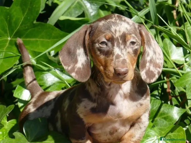 Teckel Miniatura perros en venta: Teckel Kaninchen Arlequin, Rojo/Negro Fuego - Anuncio 2