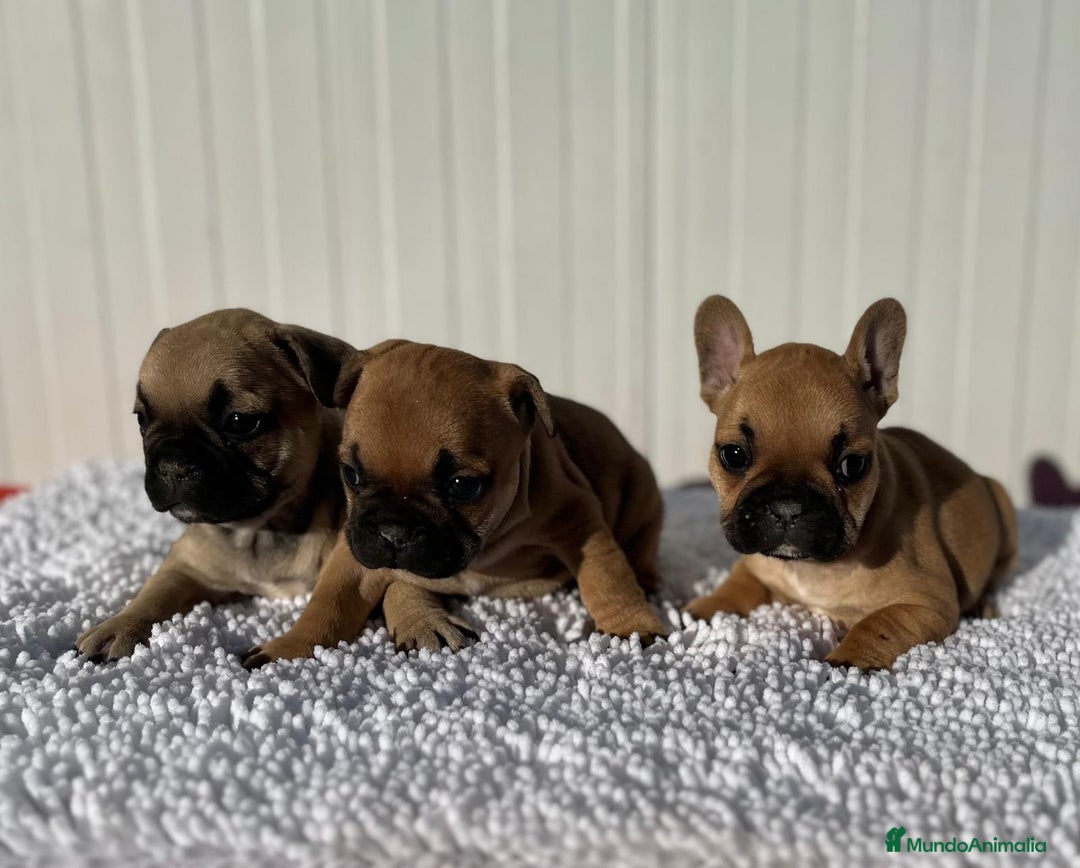 Bulldog Francés perros en venta: Bulldog francés cachorros Fwan  - Anuncio 9