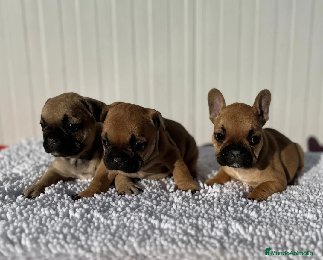 Bulldog Francés perros en venta: Bulldog francés cachorros Fwan  - Anuncio 9