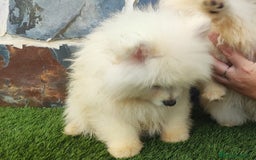 Pomerania perros en venta: POMERANIAS MACHOS BLANCOS - Imagen 3