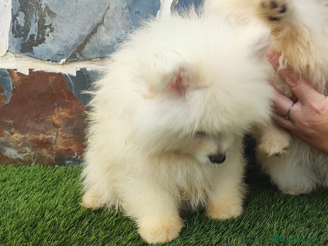 Pomerania perros en venta: POMERANIAS MACHOS BLANCOS - Imagen 3