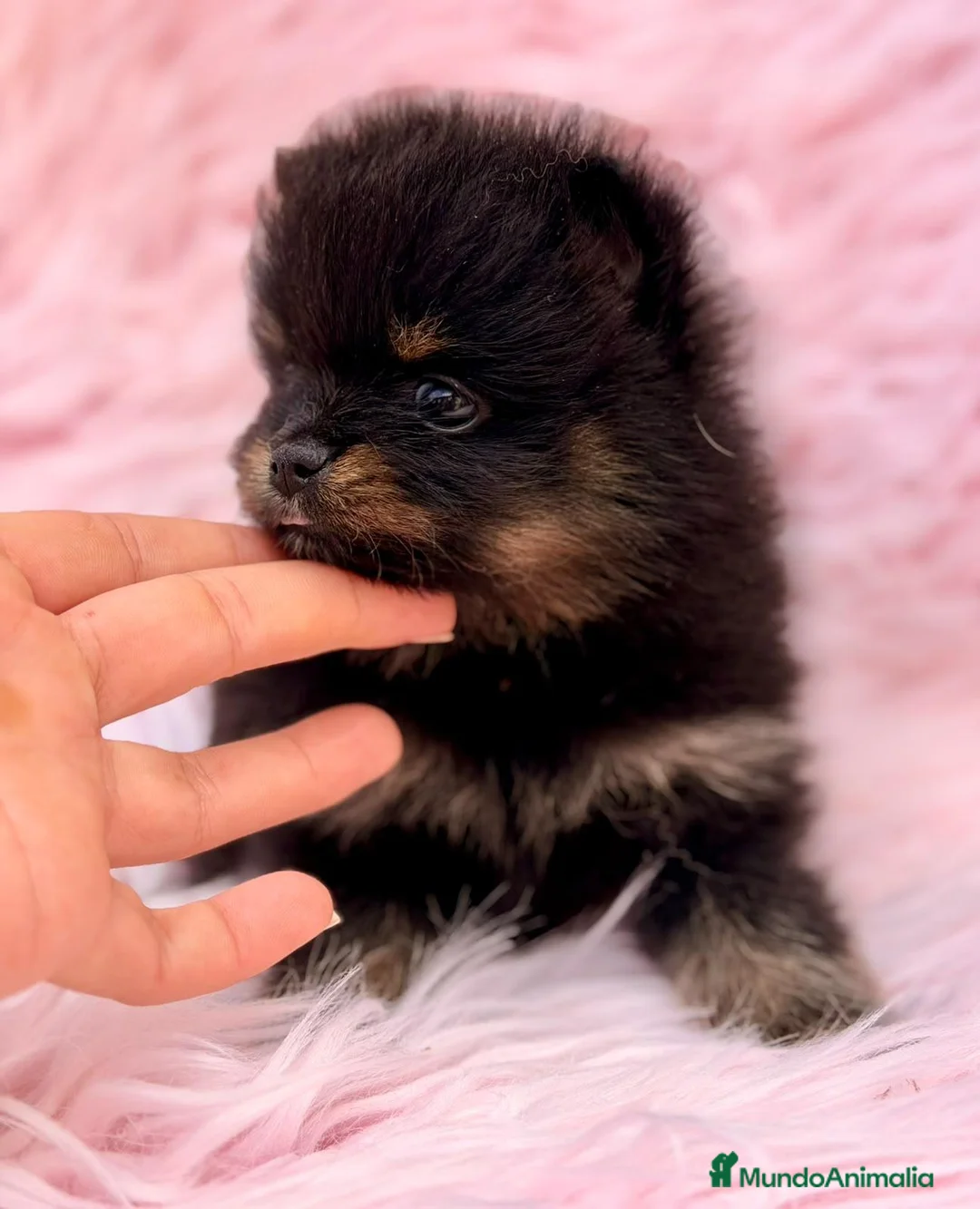 Pomerania perros en venta: POMERANIA HEMBRA - Anuncio 3