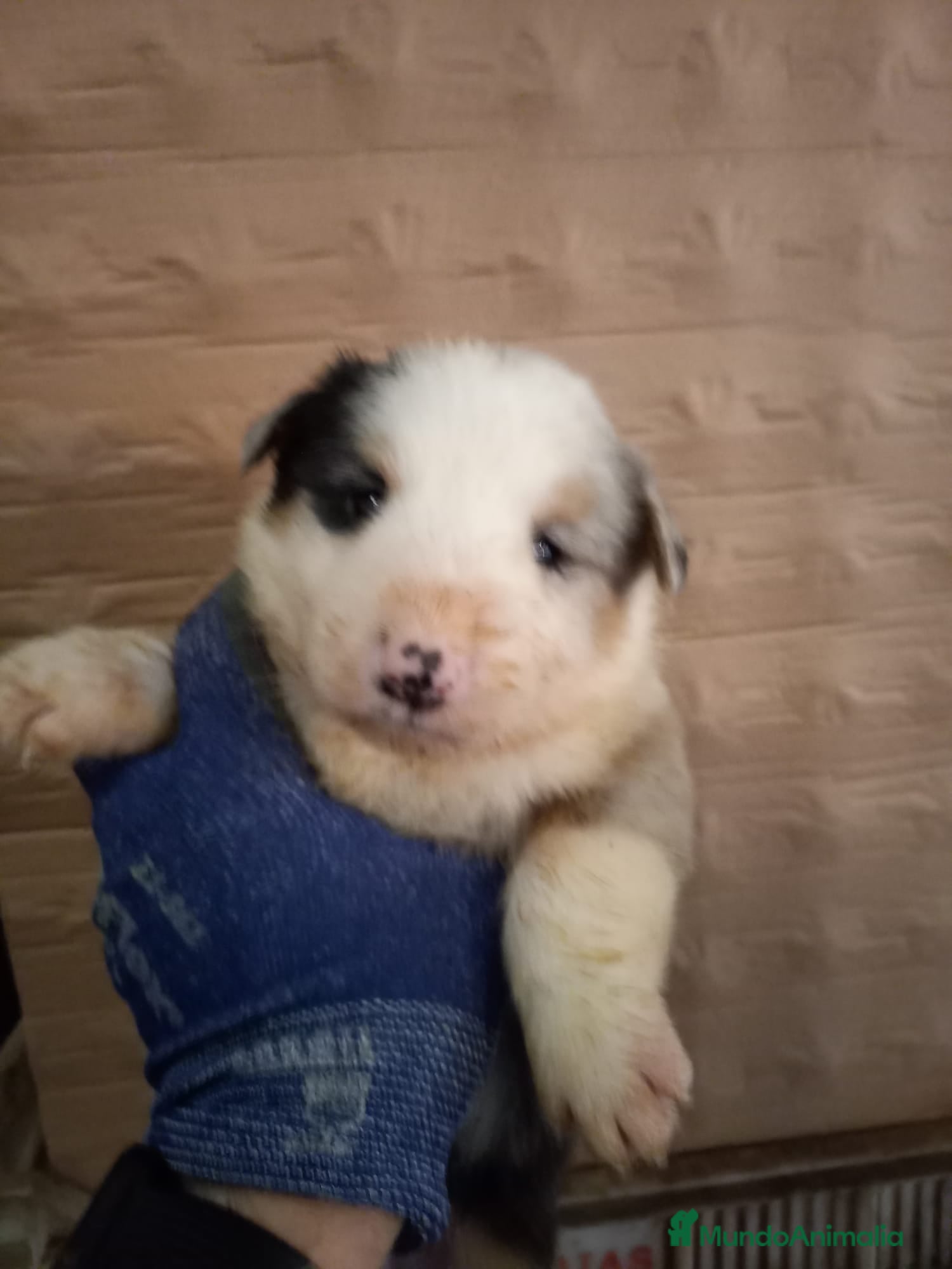 Border Collie perros Bordér collie  - Anuncio 1