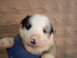 Border Collie perros Bordér collie - Anuncio 1