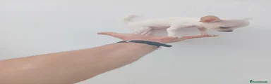 Chihuahua 3